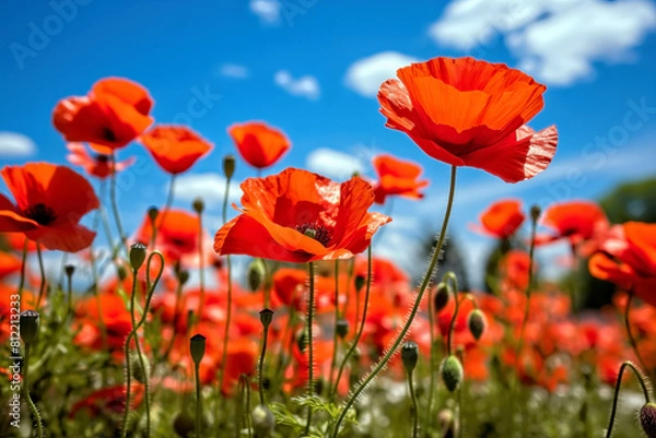 Fototapeta Red poppies in a field on a background of blue sky, selective focus