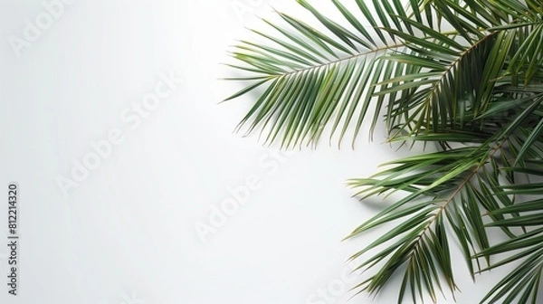 Obraz minimalistic concept: Palm tree branch with a shade on a white background. Copy space
