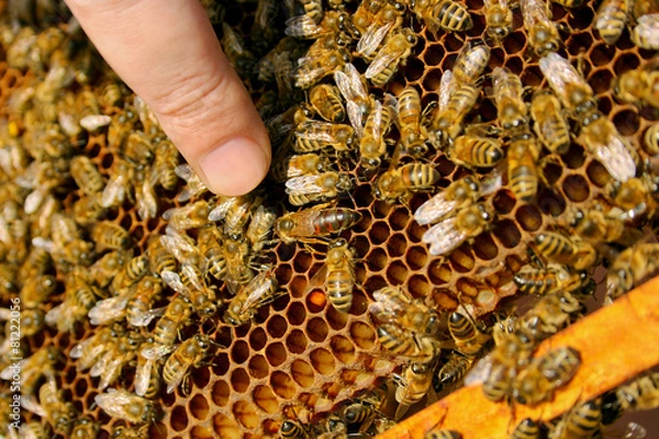 Fototapeta Bees inside a beehive with the queen bee in the middle