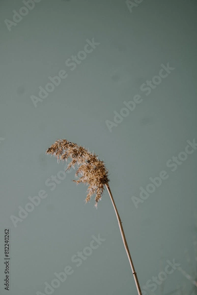 Obraz seed head