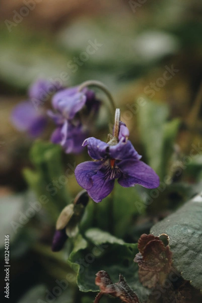 Obraz bee on lavender