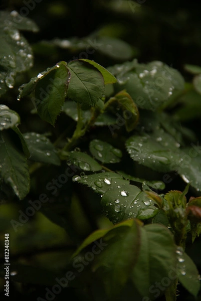 Fototapeta leaf with drops