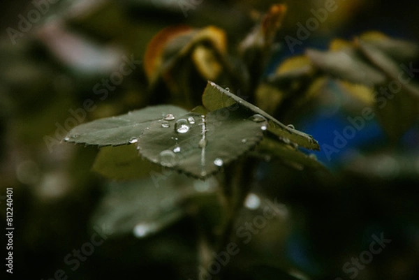 Obraz water drops on a leaf