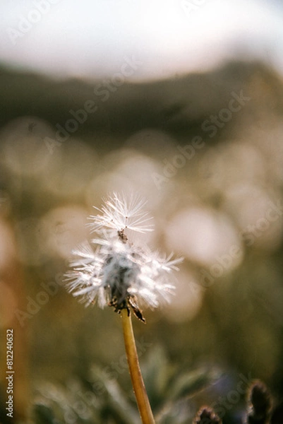 Obraz dandelion seed head