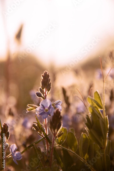 Obraz bee on a flower