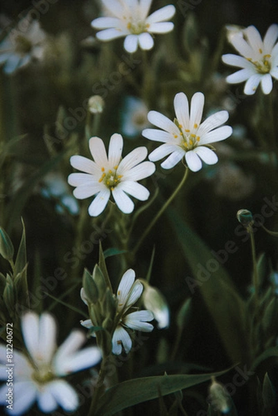 Obraz white flowers