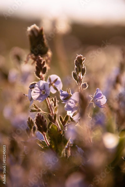 Obraz bee on a flower