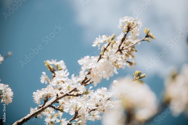 Fototapeta blooming tree