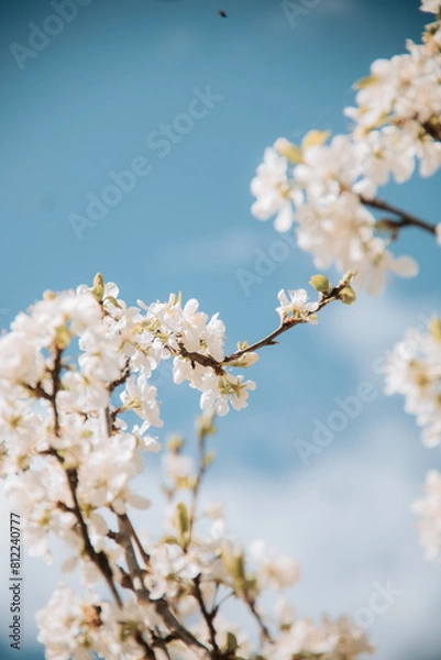 Obraz cherry tree blossom