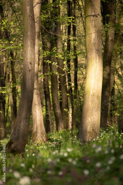 Obraz forest in spring