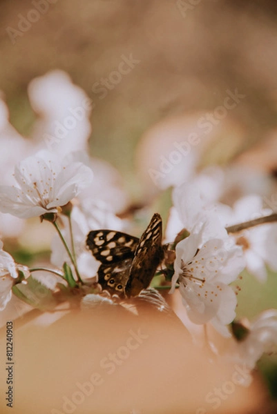 Obraz butterfly on a flower