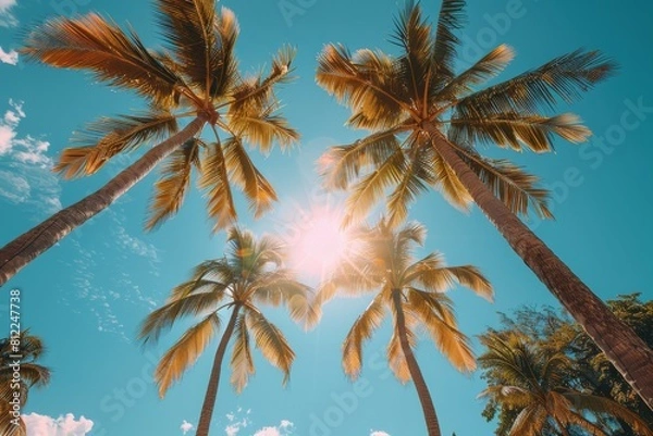 Fototapeta Sunlight bursts through the leaves of palm trees, bringing to life the vividness of a tropical paradise