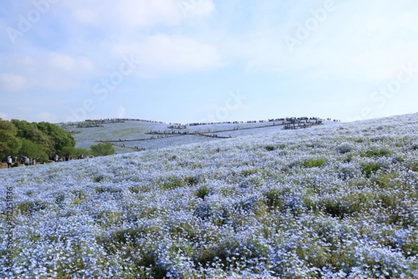 Fototapeta blue carpet