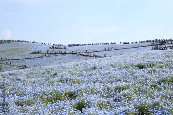 Fototapeta blue carpet