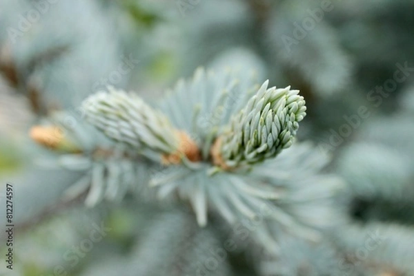 Fototapeta Background image of a young branch with needles of a blue Christmas tree