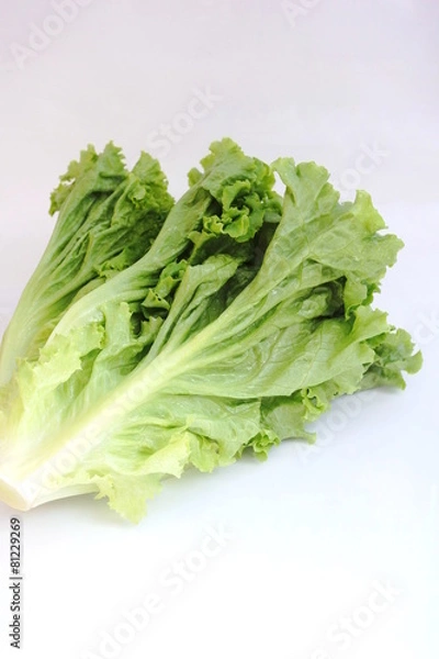 Obraz リーフレタス