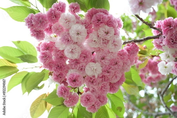 Obraz Blooming flowers in spring in Japan