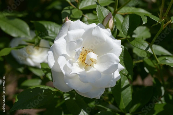 Obraz アイスバーグ　バラの花