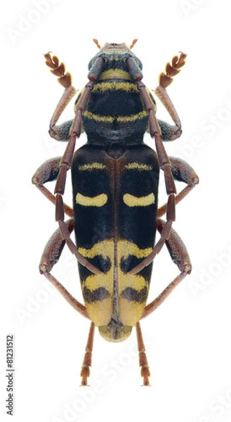 Obraz Beetle Plagionotus detritus