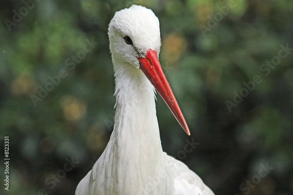 Fototapeta Storch