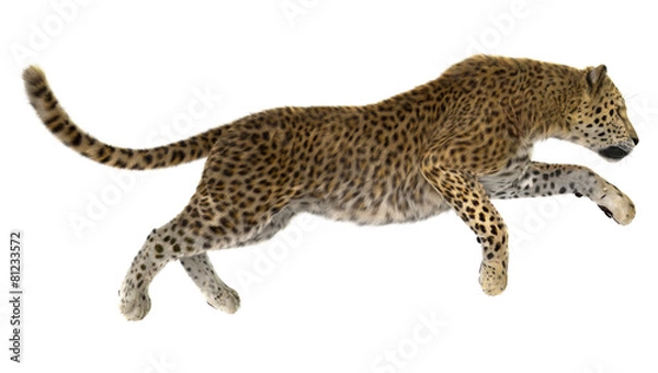 Obraz Leopard