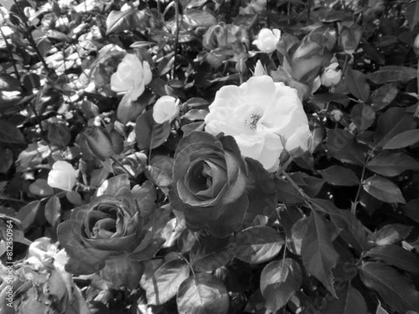 Obraz モノクローム写真の薔薇