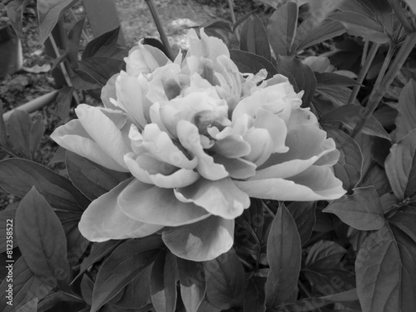 Obraz モノクロ写真の牡丹の花
