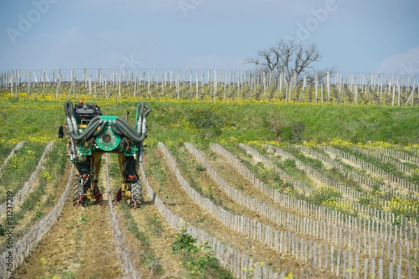 Fototapeta Man plowing with a machine vineyard in spring