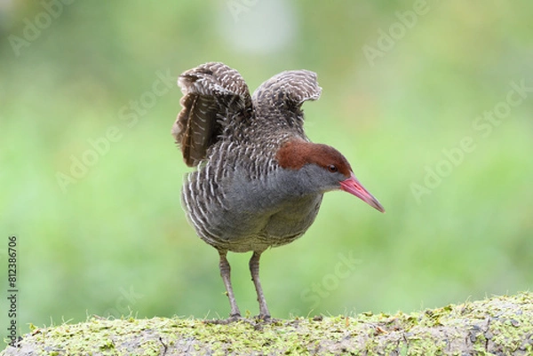 Obraz Slaty-breasted Rail