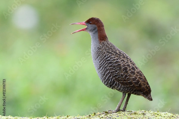 Obraz Slaty-breasted Rail