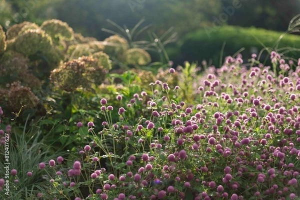 Obraz 陽の光で輝く千日紅