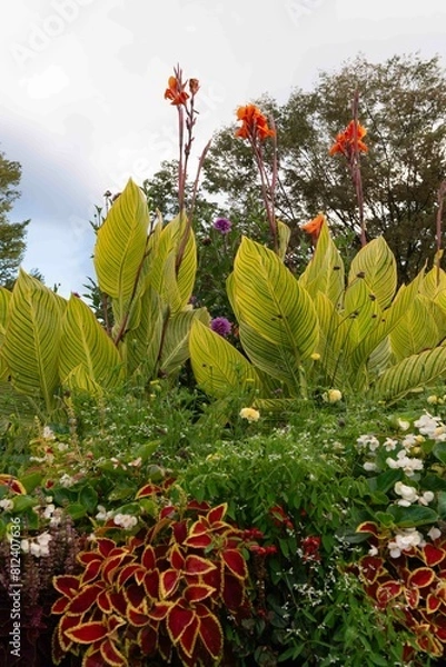 Obraz 公園に咲くカンナとコリウス