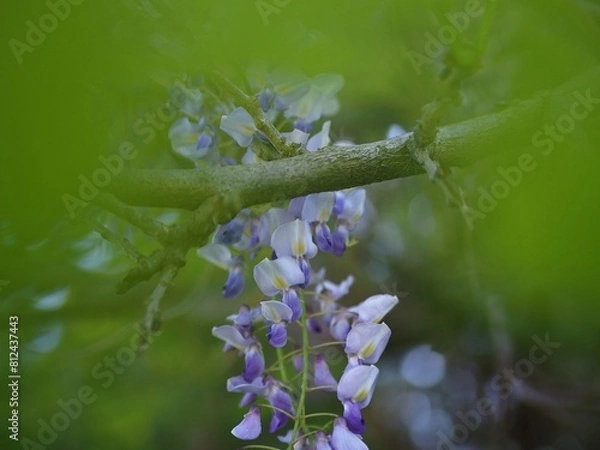 Obraz 葉っぱの中から顔を出す野生のフジ