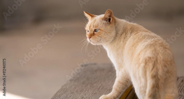 Fototapeta のんびり過ごす可愛い猫