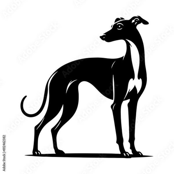 Fototapeta Italian Greyhound Silhouette - Graceful Lines Capture the Beauty and Speed of this Elegant Breed- Italian Grey Hound Illustration- minimalist Italian grey hound vector.