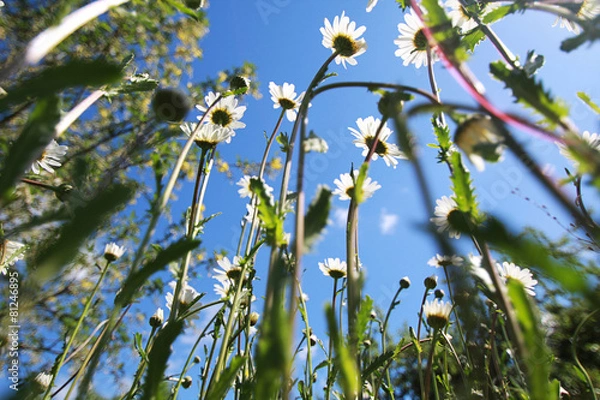 Fototapeta Gänseblümchen