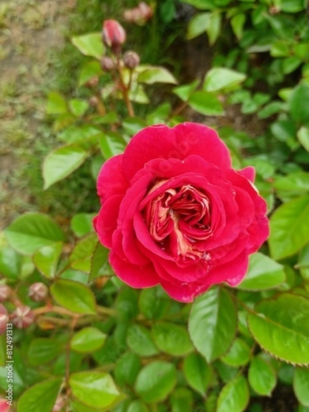 Fototapeta 빨간 장미