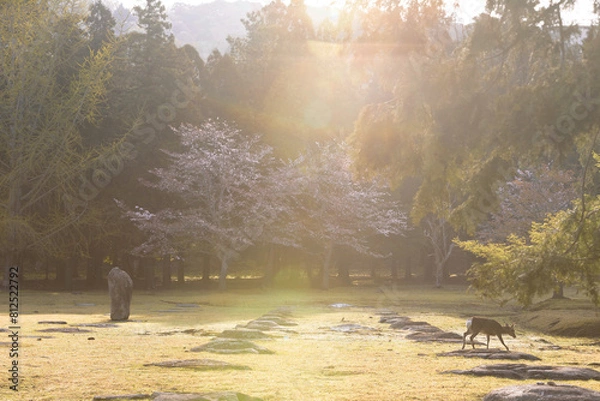 Obraz 奈良　東大寺　講堂跡の鹿
