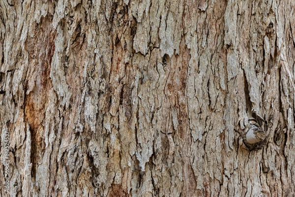 Fototapeta bark of a tree close up