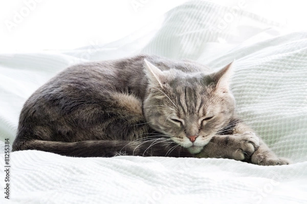 Obraz European shorthair cat sleeping, white background
