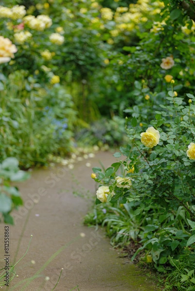 Fototapeta 新緑と色鮮やかな薔薇の花