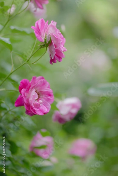 Fototapeta 新緑と色鮮やかな薔薇の花