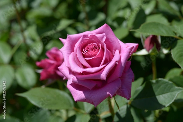 Fototapeta 紫雲　バラの花