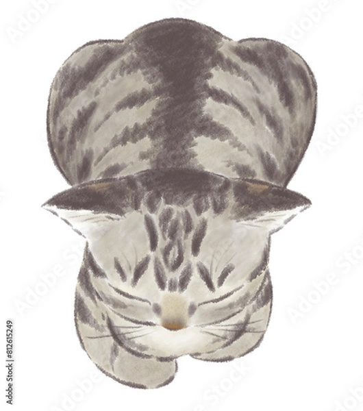 Fototapeta 香箱座りのキジトラ猫　