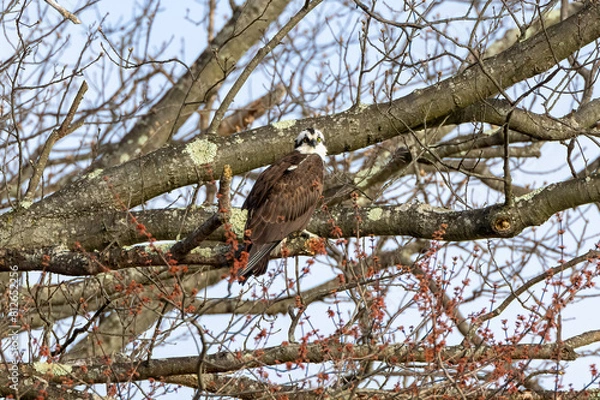 Fototapeta bird on a branch