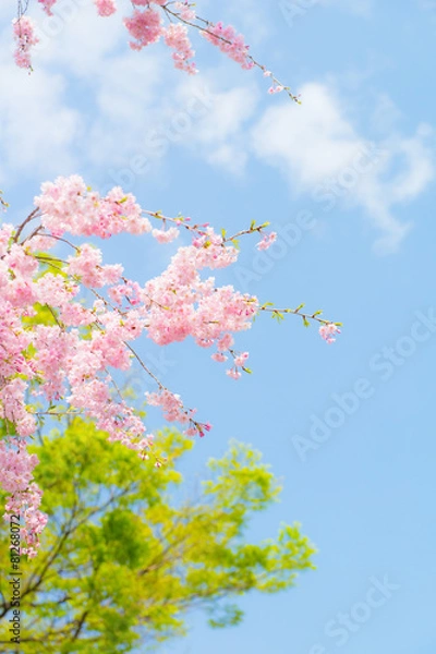 Fototapeta 満開の八重紅枝垂と青空