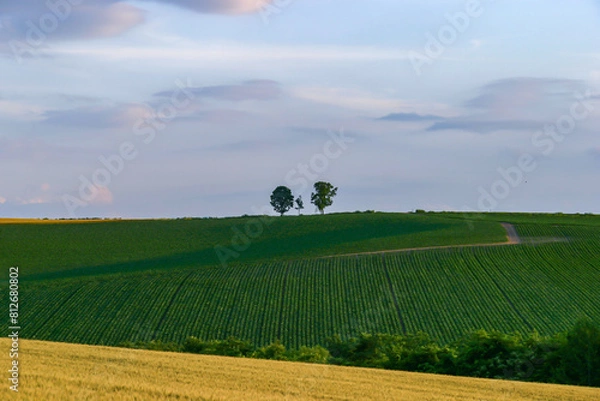 Obraz 富良野・美瑛