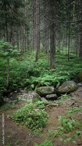 Obraz Green wild forest