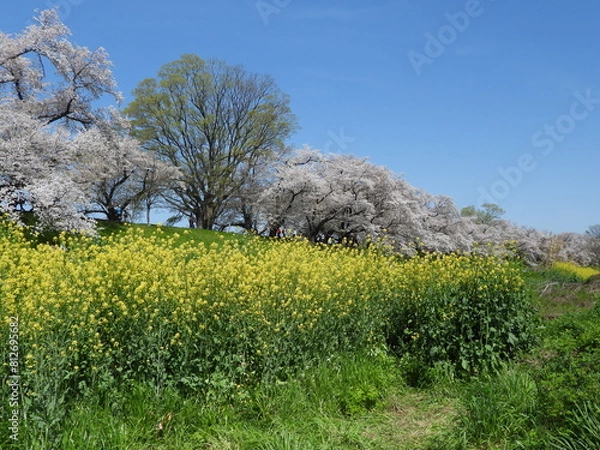 Fototapeta 桜と菜の花が咲く淀川河川公園背割提地区(2024年4月撮影)