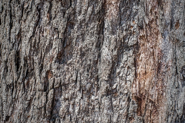 Obraz Tree bark texture